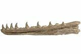 Fossil Mosasaur (Platecarpus) Lower Jaw - Kansas #207899-3